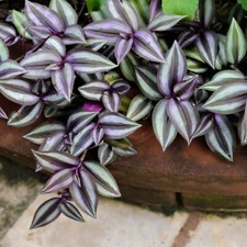Tradescantia Zebrina Plant -
