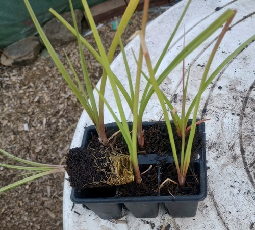 Plug plants kniphofia red - plants,