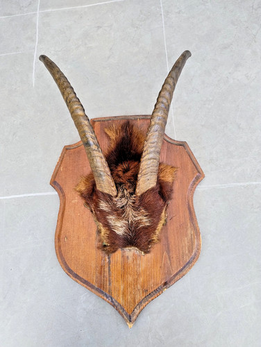 Antique set antelope - set, horns