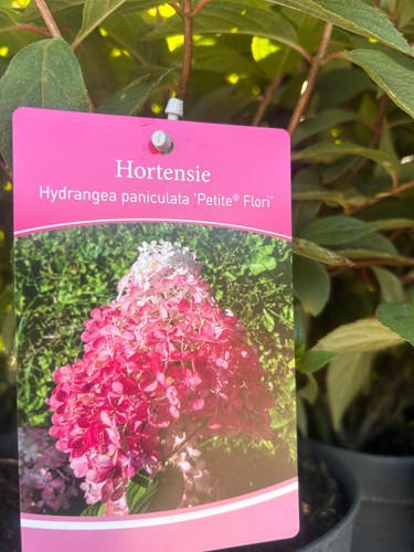 Hydrangea paniculata