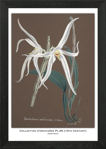 Orchid botanical illustration - orchid,