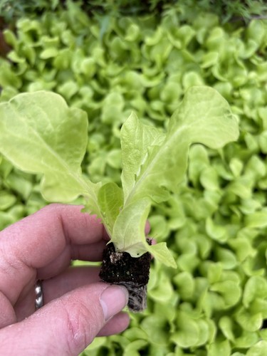 Green oakleaf lettuce - green,