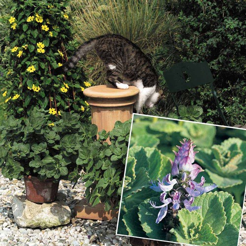 Coleus canina scaredy cat - coleus,