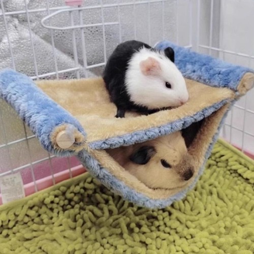 Ferret rat squirrel pet bird - rat,