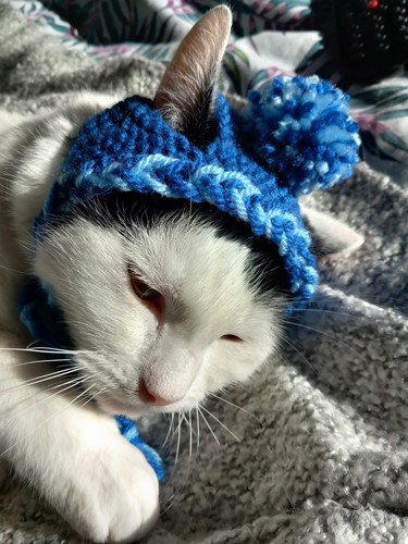 Hand knitted cute blue - cute, cats