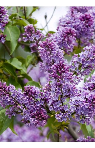 Sensation syringa vulgaris - 'sensation',
