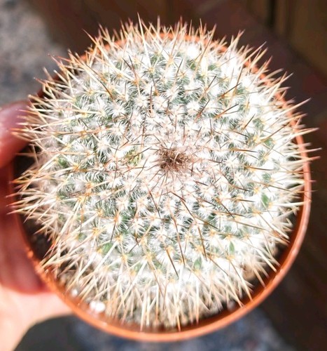 Mammillaria hahniana hybrid - mammillaria,