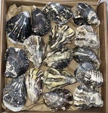 10 Oyster Shells - Matching