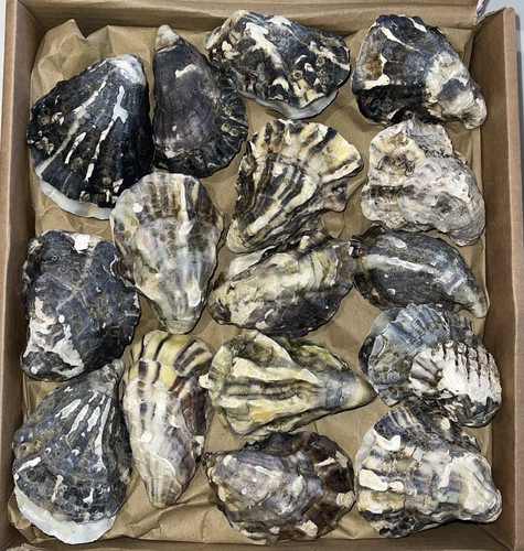 Oyster shells matching - oyster,