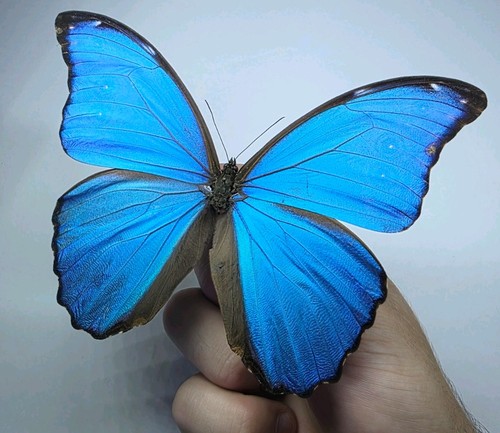 Morpho didius set - didius, a-