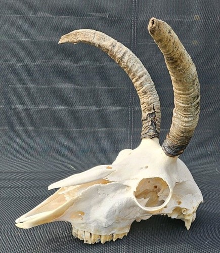 Amazing sheep skull horns - ,
