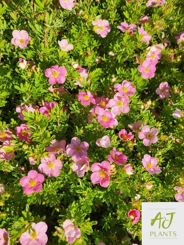 Potentilla fruticosa pink - fruticosa,
