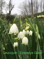 7 Leucojum ‘Giant