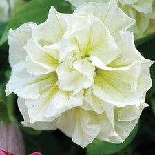 T&M Petunia Plugs Annual