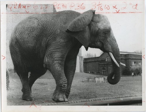 Elephant zoo enclosure animal - zoo,