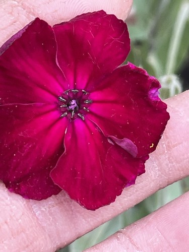 Rose campion lychnis coronaria - rose,
