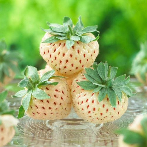 Strawberry pineberry xxl - 3x, 'pineberry'
