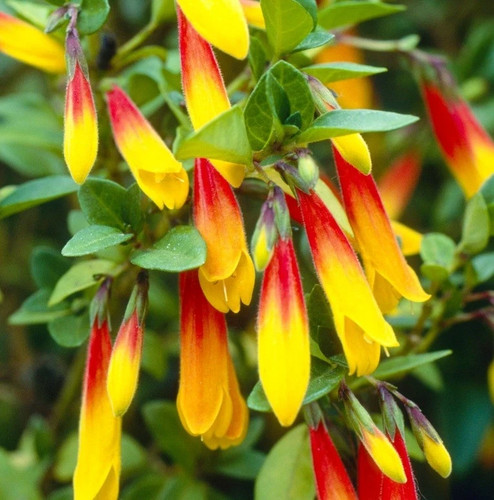 Jacobinia pauciflora brazilian - pauciflora,