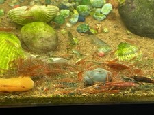Live freshwater shrimp - live, for