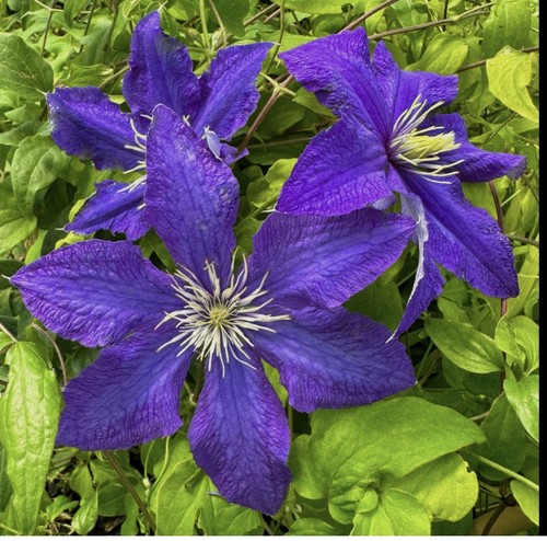 Clematis rhapsody 35cm - rhapsody, 25-35cm