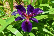 Iris louisiana black - louisiana, ‘black