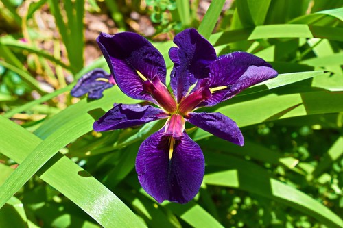 Iris louisiana black - iris,