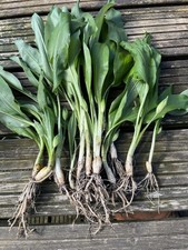 Wild Garlic Plant Bulbs
