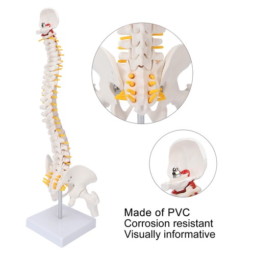 Flexible spine model - ,