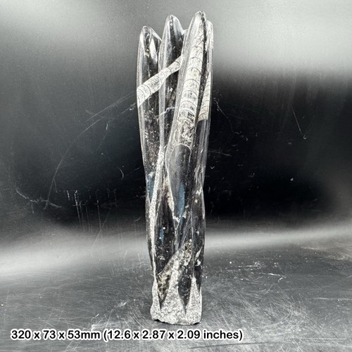 Orthoceras fossil black - orthoceras,