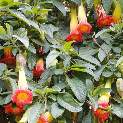 Brugmansia sanguinea 10 - brugmansia,