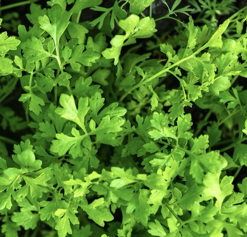 Greek cress 600x seeds - -,