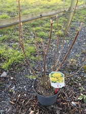 Azalea Harvest Moon 5L Pot