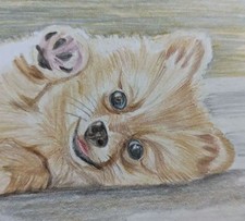Pomeranian cute puppy - pomeranian,,