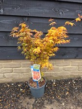 Acer Palmatum 'Katsura'
