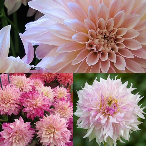 Decorative dahlia café - decorative,