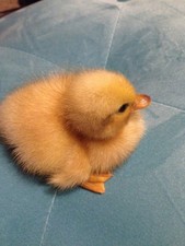 🐣CALL DUCK EGG & MANDARIN
