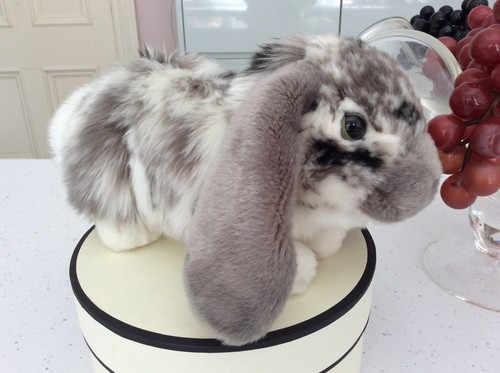 Super cute grey lop eared - grey,