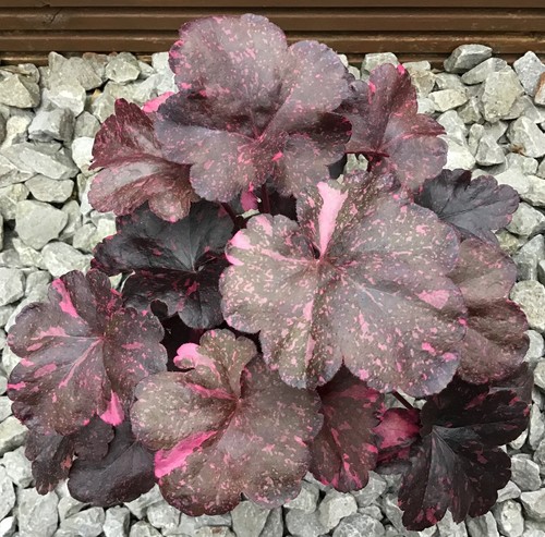 Heuchera coral bells midnight - heuchera,