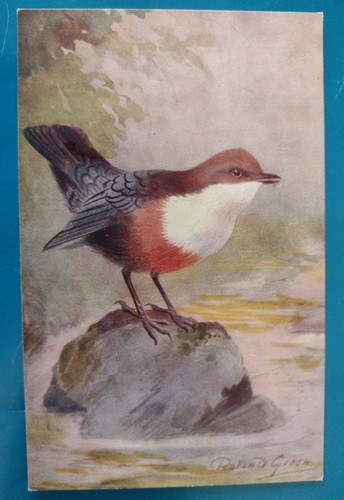 Bird postcard artist roland - postcard,,