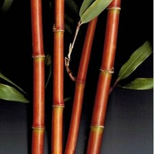 Red Temple Bamboo / Narihira
