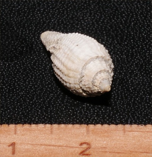 Rare eocene gastropod - rare,