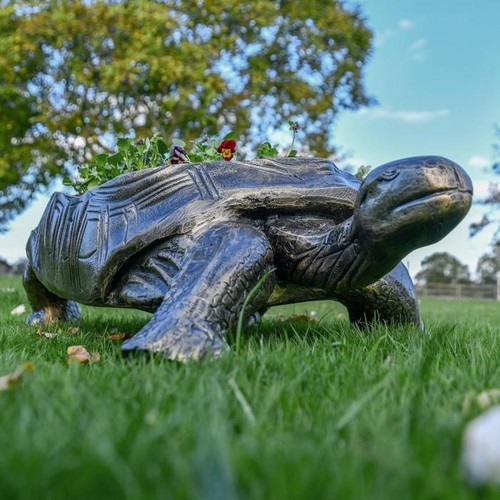 Large tortoise two one - large, two-in-one