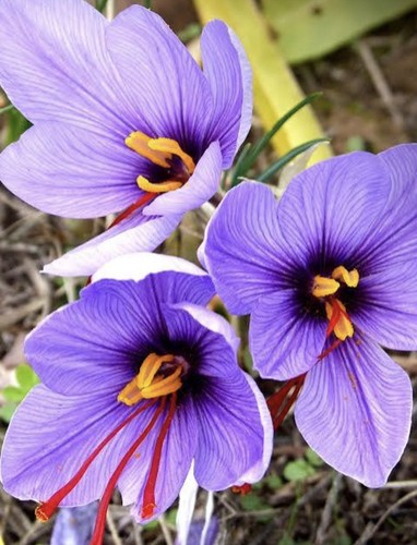 Crocus sativus grow your own - crocus,