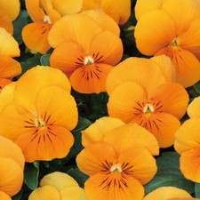 Viola 'Twix Tangerine'. Plug Plant x6. Winter bedding plants for hanging baskets
