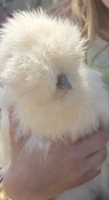 Silkie fertile hatching eggs