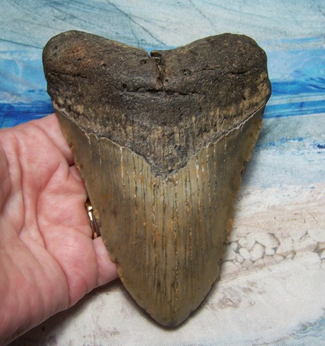 Megalodon shark tooth - 5, 1/16"