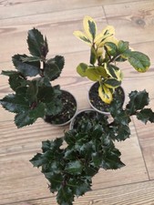 2x Ilex 'Blue Prince' Holly &