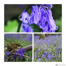 Cultivated English Bluebell Flower Bulbs Hyacinthoides Non-Scripta Easy To Grow