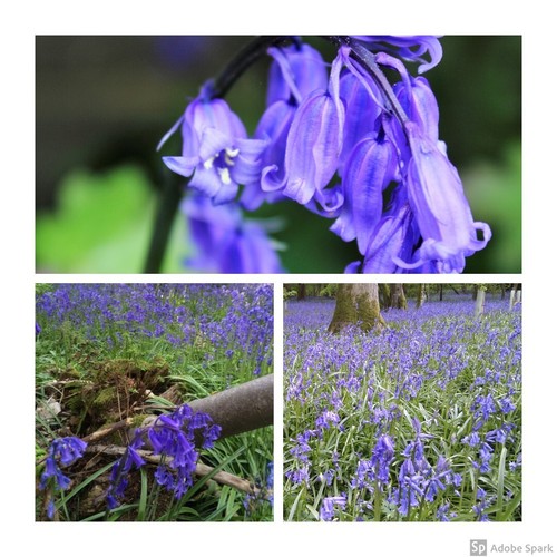 Cultivated english bluebells - cultivated,