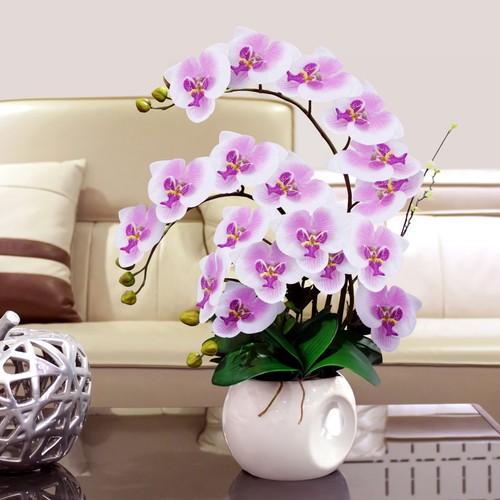 Orchid flower heads butterfly - orchid,